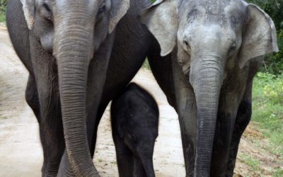 South Sri Lanka’s best elephant safaris and beaches