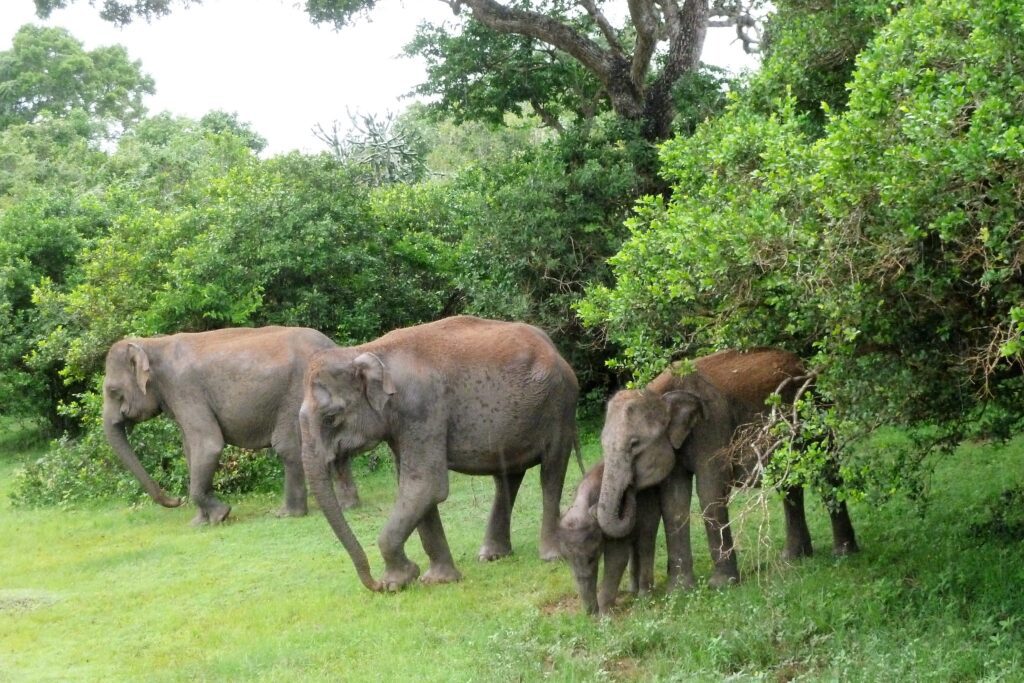 Sri Lanka's best elephant safaris
